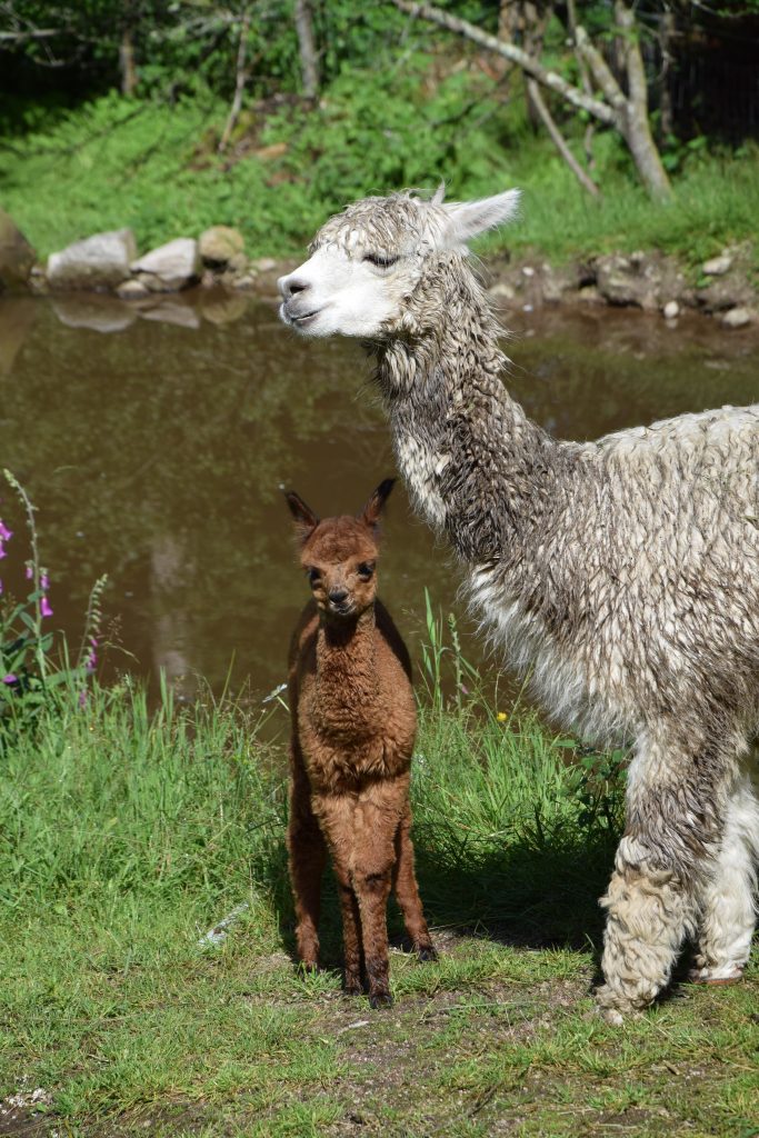 JOHN ET SNOW FERME JEAN DES HOUX