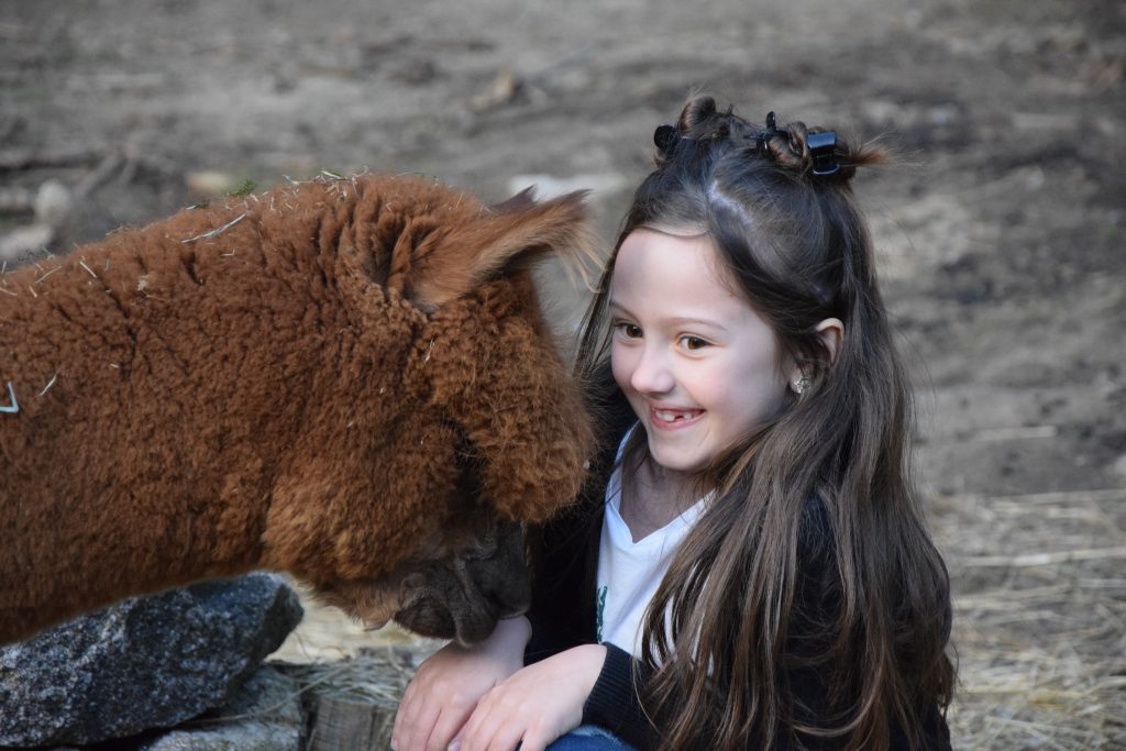 ALPAGA FERME JEAN DES HOUX