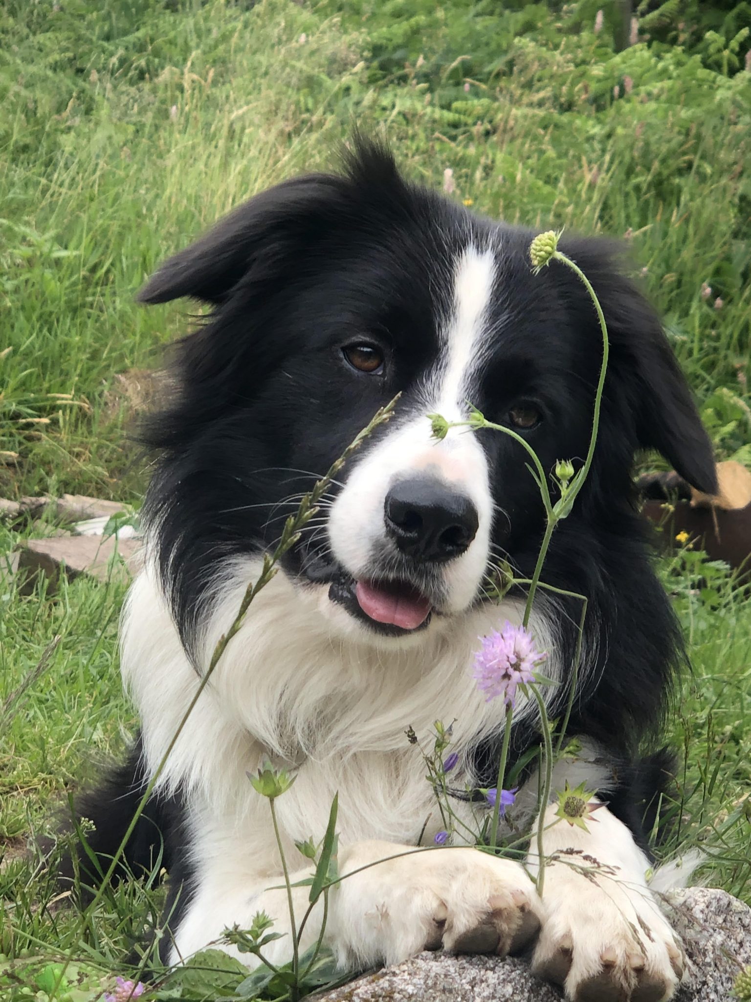 BORDER COLLIE FERME JEAN DES HOUX