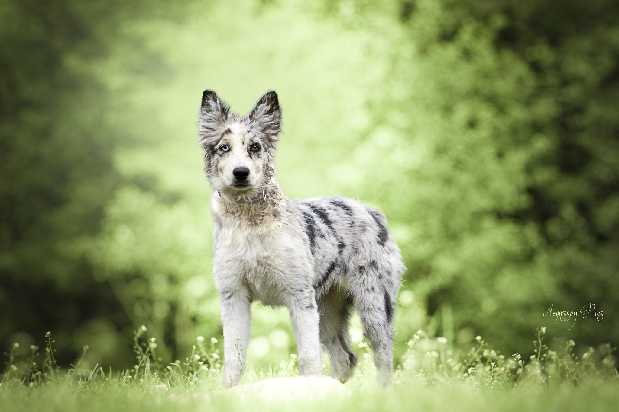 BORDER COLLIE FERME JEAN DES HOUX NOVA