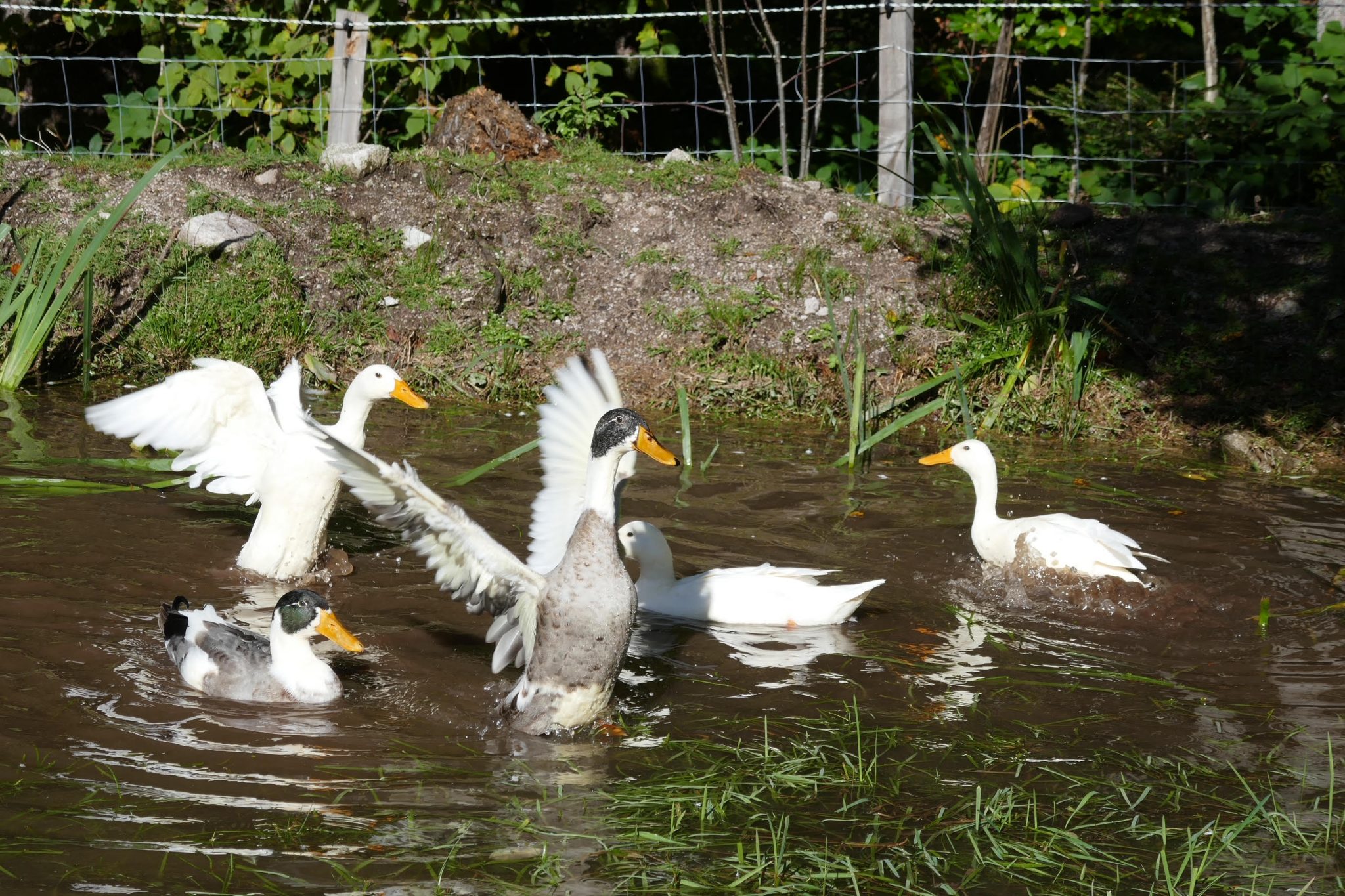 CANARD COUREUR INDIEN FERME JEAN DES HOUX