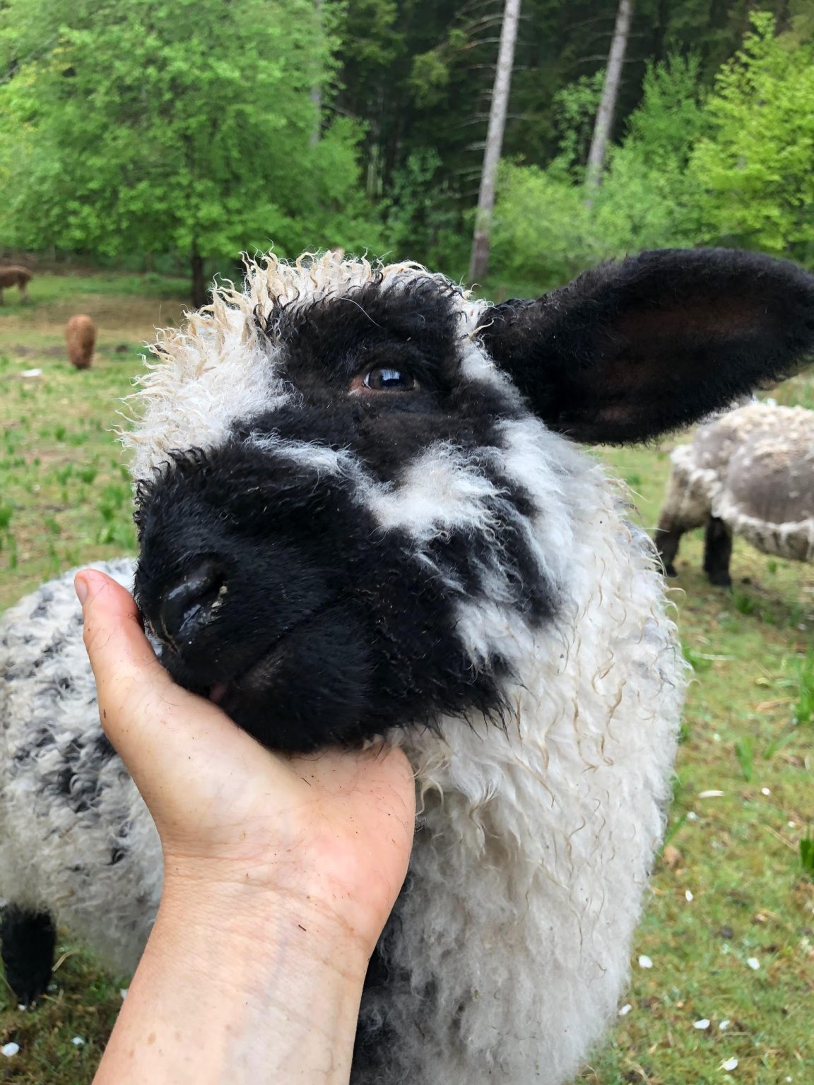 MOUTON NEZ NOIR VALAIS